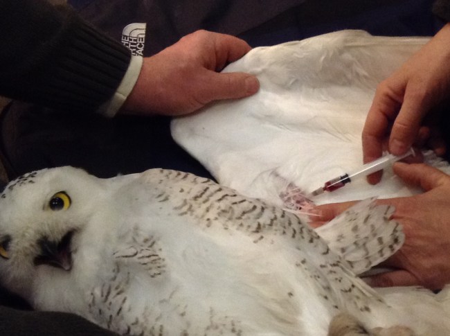 Taking a blood sample. Image