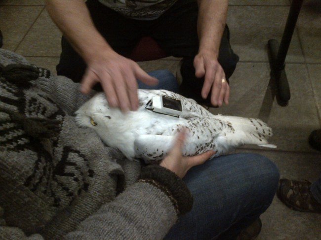 Erie 1 gets his transmitter. Image