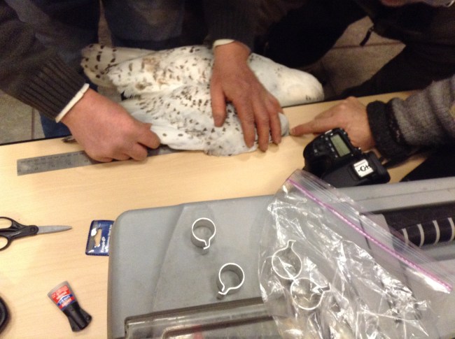 Flattened wing measurement. Bands in the foreground. Image