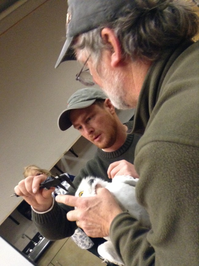 Getting bill measurements. Image