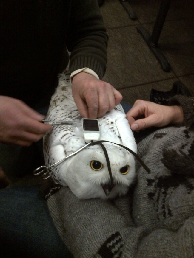 Getting fitted. Image